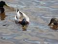 Ducks eating (3)